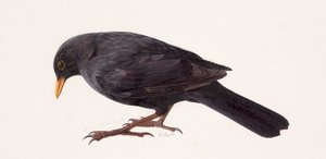 Etude d