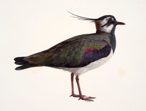 Étude d