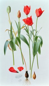 Tulipa amabilis - Raymond Booth