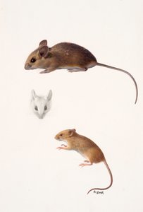 Deux études - une souris des bois et une souris des moissons (huile sur papier) - Raymond Booth