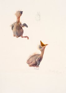 Deux études sur un oisillon de merle - Raymond Booth
