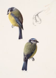 Deux études d