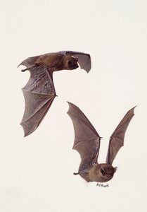 Deux études d