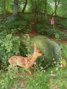 Jeune chevreuil dans les bois d