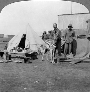Artilleurs sud-africains avec leur zèbre de compagnie, Afrique de l