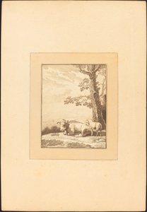 Vache au repos