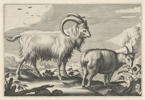 Paysage vallonné avec deux chèvres (Diversa Animalia Quadrupedia)