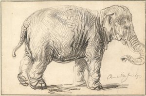 Un éléphant - Rembrandt van Rijn