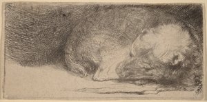Chiot endormi - Rembrandt van Rijn