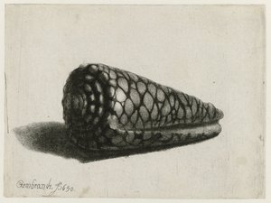 Le Coquillage (Conus marmoreus) - Rembrandt van Rijn