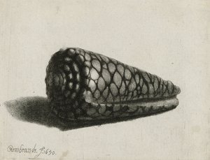 Le coquillage (Conus marmoreus), 1650 - Rembrandt van Rijn