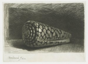 La coquille - Rembrandt van Rijn