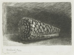 La coquille - Rembrandt van Rijn