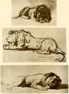 Trois études de lion - Rembrandt van Rijn