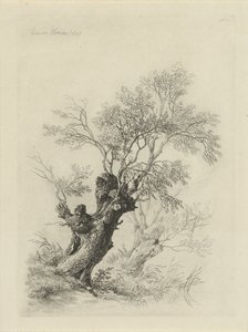 Saule