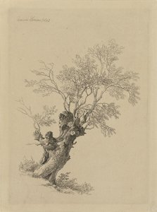 Saule
