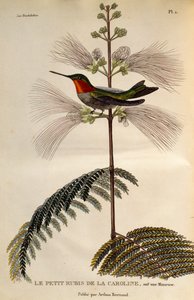 Colibri à gorge rubis (Archilochus colubris), gravure de Les trochilidees ou les colibris et les oiseaux-mouches - René Primevère Lesson
