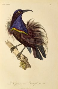 Mâle adulte du Paradisier riflebird (Ptiloris paradiseus), gravure de Histoire naturelle des oiseaux de paradis et des épimagues