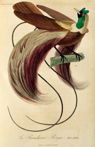 Mâle adulte du Paradisier rouge (Paradisaea rubra), gravure de Histoire naturelle des oiseaux de paradis et des épimagues