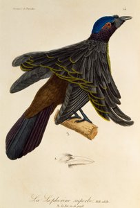 Mâle adulte du Superbe Oiseau de paradis (Lophorina superba), gravure de Histoire naturelle des oiseaux de paradis et des épimaques
