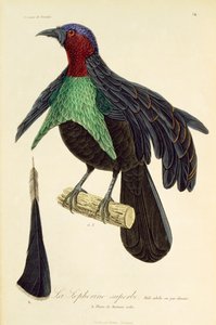 Mâle adulte de l