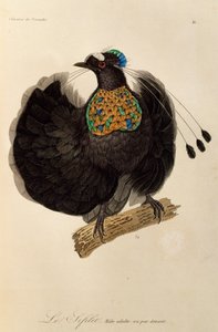 Mâle adulte du Parotia de l