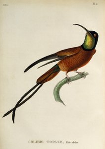 Topaze écarlate (Topaza pella), gravure de Les trochilidees ou les colibris et les oiseaux-mouches