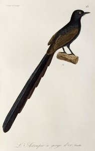 Femelle de l