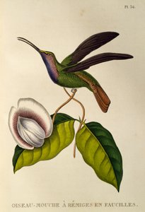 Lazuline Sabrewing (Campylopterus falcatus), gravure de Les trochilidees ou les colibris et les oiseaux-mouches