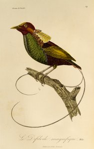 Mâle du Magnifique Oiseau de paradis (Cicinnurus magnificus), gravure de Histoire naturelle des oiseaux de paradis et des épimaques