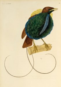 Mâle du Magnifique Oiseau de paradis (Cicinnurus magnificus), gravure de Histoire naturelle des oiseaux de paradis et des épimagues
