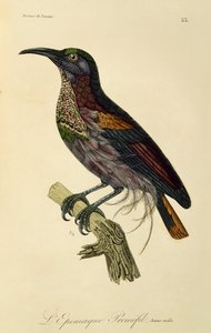 Jeune mâle du Paradisier riflebird (Ptiloris paradiseus), gravure de Histoire naturelle des oiseaux de paradis et des épimagues