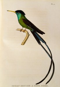 Colibri à queue en forme de streamer (Trochilus polytmus), gravure de Les trochilidées ou les colibris et les oiseaux-mouches