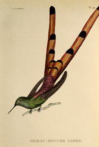 Comète à queue rouge (Sappho sparganurus), gravure de Les trochilidees ou les colibris et les oiseaux-mouches