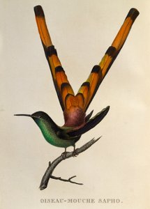 Comète à queue rouge (Sappho sparganurus), gravure de Les trochilidees ou les colibris et les oiseaux-mouches