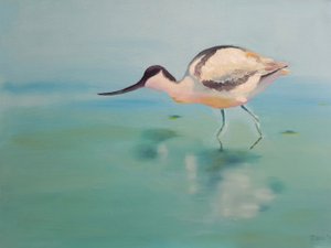 Avocette élégante - Renate Dohr