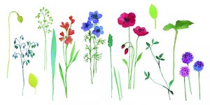 Fleurs colorées à l