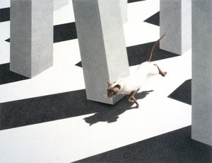 Course - Rene Boin