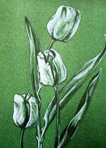 Tulipes blanches fraîches