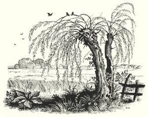 Hans Christian Andersen : Le Sarrasin - Rex (after) Whistler