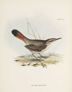 Synallaxe à queue barrée, Amérique du Sud, vers 1832-1836