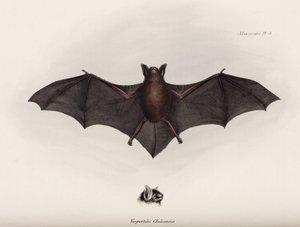 Chauve-souris, Amérique du Sud, vers 1832-1836
