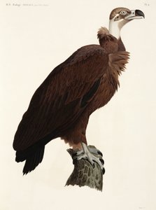 Vautour brun, Égypte - John Pardon