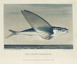 Poisson volant