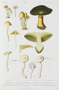 Quatre types de champignons, vers 1874