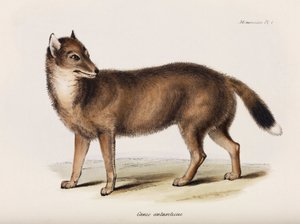 Renard, Îles Falkland, vers 1832-1836 - John Pardon