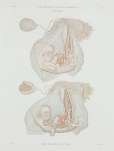 Gynécologie Fœtus humain à 40 jours, vers 1847-1859 - John Pardon