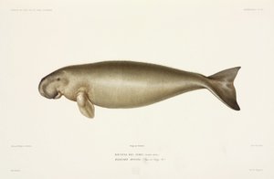 Dugong halicore