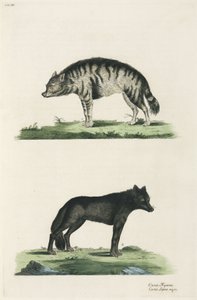 Hyène et loup
