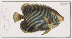 Poisson-ange impérial - John Pardon